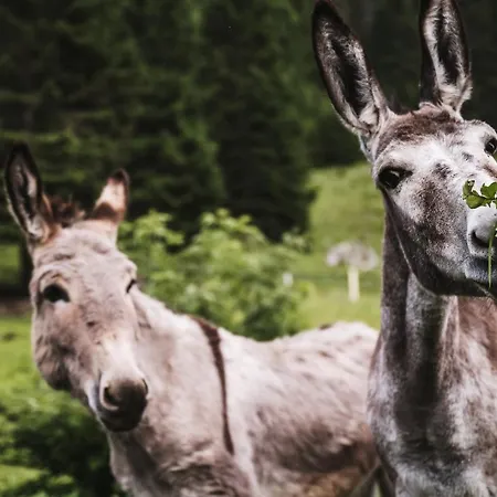 Hotel Heimspitze - Alpenhotel&wirtshaus 4*